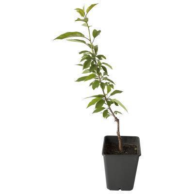 Черешня Дрогана желтая 2-летка С4 140 Планета Лета в интернет гипермаркете «Планета Лета». Фото Черешня Дрогана желтая 2-летка С4 140 в интернет гипермаркете «Планета Лета». Фото