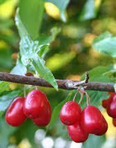 Кизил Настя в коробке в интернет гипермаркете «Планета Лета». Фото