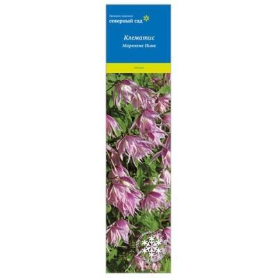 Клематис ботанический Маркхемс Пинк П в интернет гипермаркете «Планета Лета». Фото