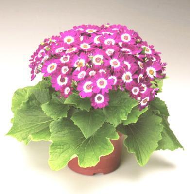 Цинерария, Гор11 М в интернет гипермаркете «Планета Лета». Фото