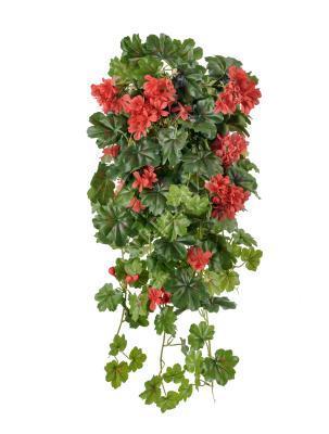 Герань ампельная, Гор25 М в интернет гипермаркете «Планета Лета». Фото