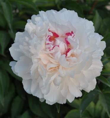 Пион травянистый Поцелуй Невесты 7Ц (туба) в интернет гипермаркете «Планета Лета». Фото