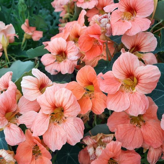 Настурция низкорослая Малышка лососевая (ЦВ) ("1) 1гр. в интернет гипермаркете «Планета Лета». Фото