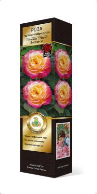 Роза Мейян чайно-гибридная Пульман Ориент Экспресс Люкс П в интернет гипермаркете «Планета Лета». Фото