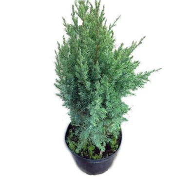 Можжевел.китайс.Стрикта, Гор27 М в интернет гипермаркете «Планета Лета». Фото
