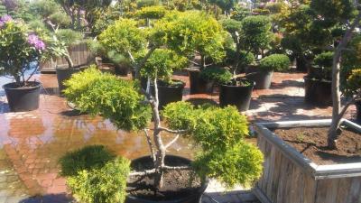 Бонсай можжевельник средн.Pfitzeriana Aurea, Гор35, Выс100-120 И в интернет гипермаркете «Планета Лета». Фото