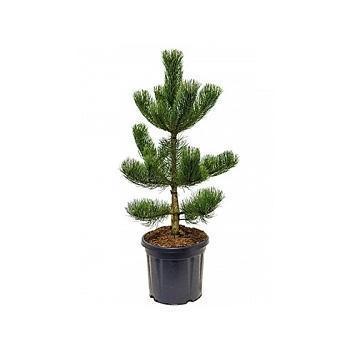 Сосна черная, Гор110, Выс175 И Планета Лета в интернет гипермаркете «Планета Лета». Фото Сосна черная, Гор110, Выс175 И в интернет гипермаркете «Планета Лета». Фото