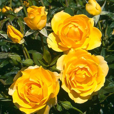 Роза флорибунда Голден Дримс 7Ц в интернет гипермаркете «Планета Лета». Фото