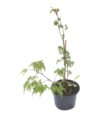 Ежевика Блэк Мэджик, С2 П в интернет гипермаркете «Планета Лета». Фото