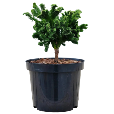 Криптомерия яп.Tomahawk, C4, Выс25-30 в интернет гипермаркете «Планета Лета». Фото