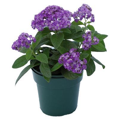 Гелиотроп, Гор13 М в интернет гипермаркете «Планета Лета». Фото