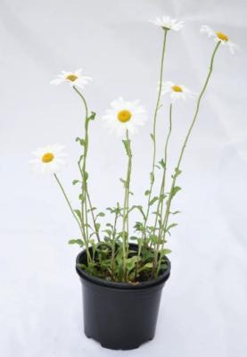 Нивяник, Гор17 М в интернет гипермаркете «Планета Лета». Фото