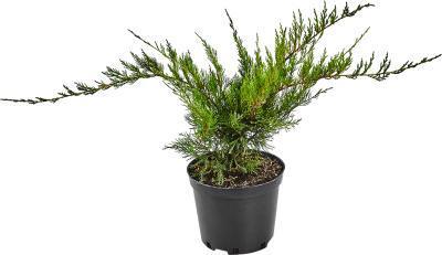 Бонсай Можжевельник средн.Mint Julep, С10, Выс60 И в интернет гипермаркете «Планета Лета». Фото