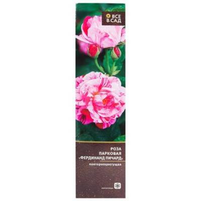 Роза парковая Фердинанд Пичард в коробке в интернет гипермаркете «Планета Лета». Фото