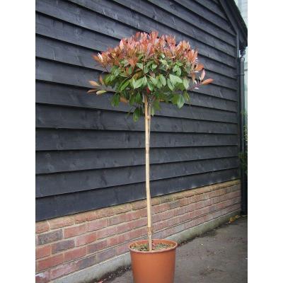 Фотиния краснолист.Red Robin штамб, Гор30, Выс200 И в интернет гипермаркете «Планета Лета». Фото