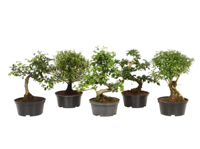 Бонсаи Mix, Гор21, Выс30 в интернет гипермаркете «Планета Лета». Фото