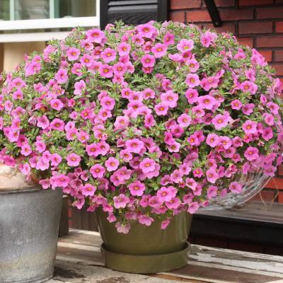 Калибрахоа кашпо, Гор19 М в интернет гипермаркете «Планета Лета». Фото