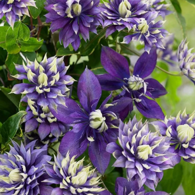 Клематис крупноцветковый Тайга/ЦКорЛюкс в интернет гипермаркете «Планета Лета». Фото
