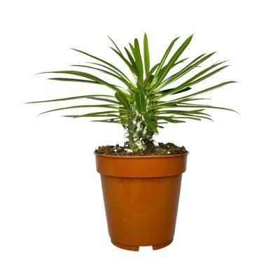 Пахиподиум Lamerei, Гор19, Выс55 в интернет гипермаркете «Планета Лета». Фото