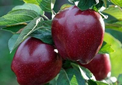 Яблоня Ред Чиф 2-летка С4 Н140 в интернет гипермаркете «Планета Лета». Фото