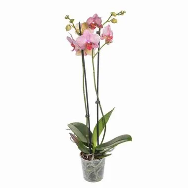Фаленопсис 2 pp Cyrene , Гор12, Выс50 в интернет гипермаркете «Планета Лета». Фото