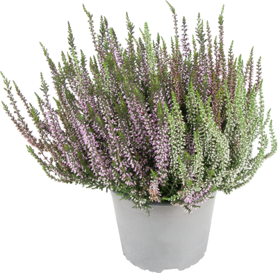 Вереск два в одном, Гор11, Выс22 в интернет гипермаркете «Планета Лета». Фото