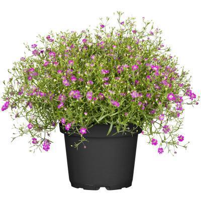 Гипсофила, Гор12, Выс25 в интернет гипермаркете «Планета Лета». Фото