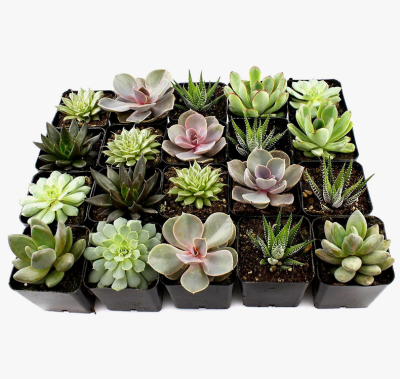 Суккуленты Mix, Гор8, Выс12 в интернет гипермаркете «Планета Лета». Фото