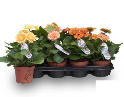 Гербера Mix, Гор12, Выс30 в интернет гипермаркете «Планета Лета». Фото