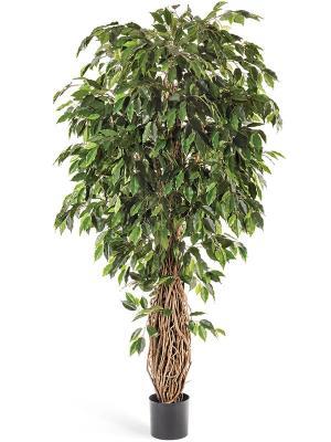 Фикус лиана де люкс 180 см 2/2 10.31506N в интернет гипермаркете «Планета Лета». Фото