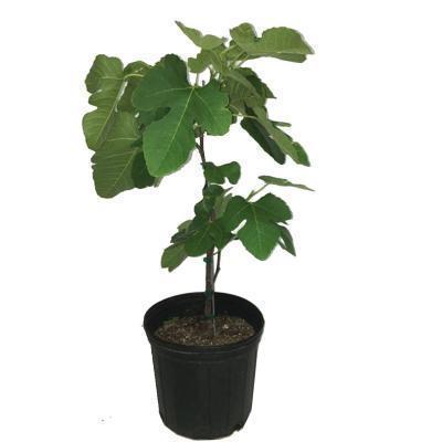 Инжир Вердино розовая 2-летка С4 Выс80 в интернет гипермаркете «Планета Лета». Фото