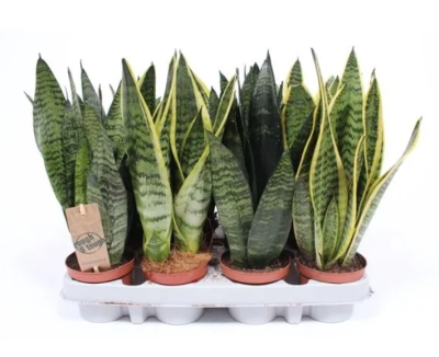 Сансевиерия Mix, Гор9, Выс30 в интернет гипермаркете «Планета Лета». Фото