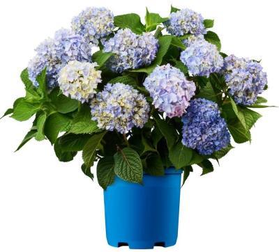 Гортензия крупнолист.Blaumeise, Гор23, Выс 40 в интернет гипермаркете «Планета Лета». Фото