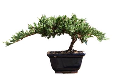 Бонсай Можжевельник средн.Goldkissen, Гор35, Выс100 И в интернет гипермаркете «Планета Лета». Фото