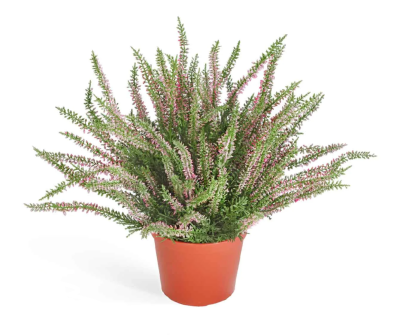 Эрика вереск куст нежно-розовый в горшочке пластик в-27 см 12/12 20.5937N в интернет гипермаркете «Планета Лета». Фото