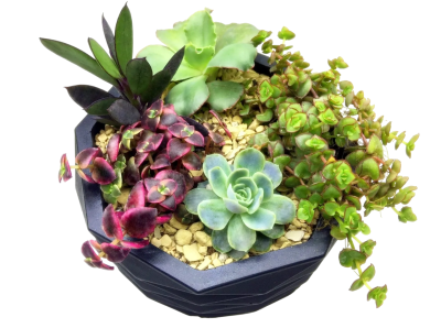 Композиция Суккуленты микс в интернет гипермаркете «Планета Лета». Фото