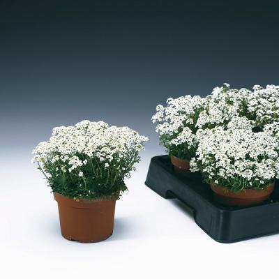 Гутчинзия Гор10 М в интернет гипермаркете «Планета Лета». Фото