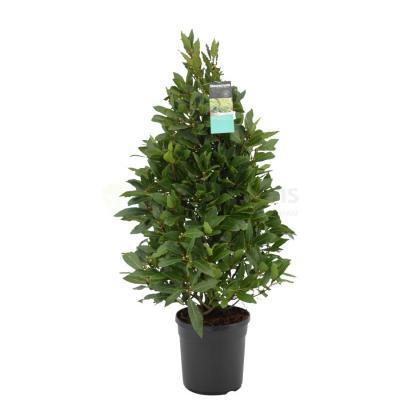 Лавр благородный, Гор25, Выс125-150 И в интернет гипермаркете «Планета Лета». Фото