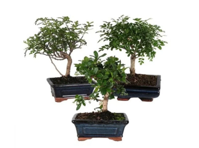 Бонсаи Mix + декор,Гор29, Выс30 в интернет гипермаркете «Планета Лета». Фото