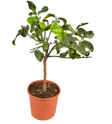 Цитрус Lemon, Гор21, Выс80 в интернет гипермаркете «Планета Лета». Фото