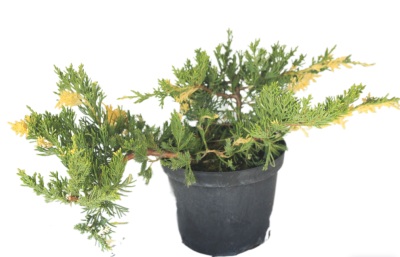 Можжевел.китайс.Expansa Variegata, Гор19, Выс40 в интернет гипермаркете «Планета Лета». Фото