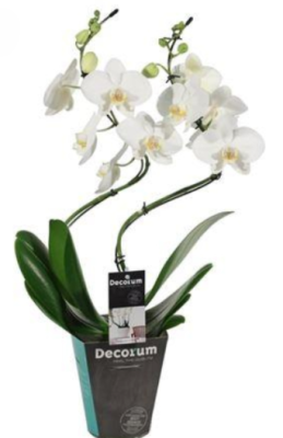 Фаленопсис 2 pp Hurricane, Гор12, Выс60 в интернет гипермаркете «Планета Лета». Фото