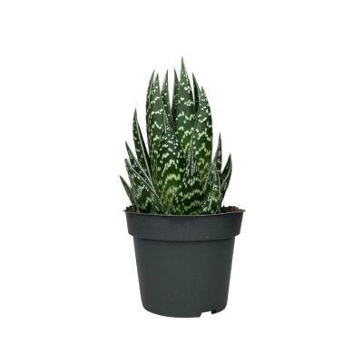 Алоэ Tiki Tahi, Гор9, Выс19 в интернет гипермаркете «Планета Лета». Фото