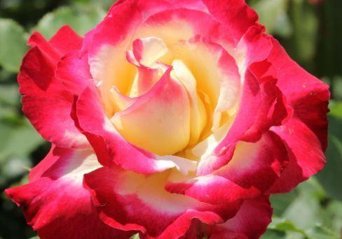 Роза чайно-гибридная Дабл Делайт (туба) в интернет гипермаркете «Планета Лета». Фото