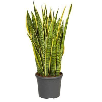 Сансевиерия Laurentii, Гор21, Выс60 в интернет гипермаркете «Планета Лета». Фото