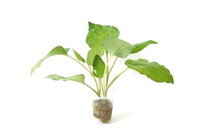 Заурурус  М в интернет гипермаркете «Планета Лета». Фото