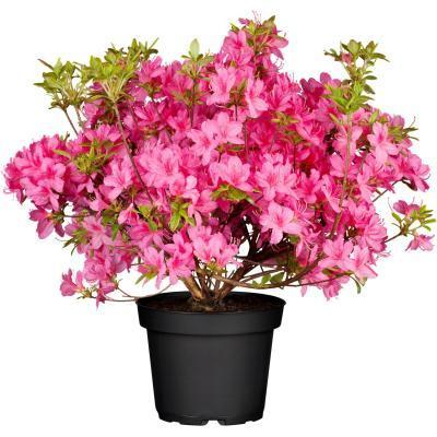 Рододендрон Roseum Elegans, Гор30, Выс80 в интернет гипермаркете «Планета Лета». Фото