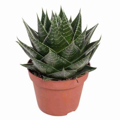 Алоэ Zambezi, Гор12, Выс16 в интернет гипермаркете «Планета Лета». Фото