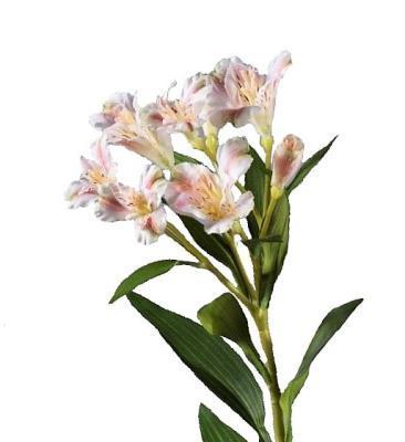 Альстромерия бело-розовая 72 см, 6 цв 2бут 30.0610044LPK в интернет гипермаркете «Планета Лета». Фото