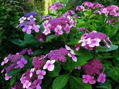 Гортензия шершавая Rosemary Foster, Гор28, Выс50 в интернет гипермаркете «Планета Лета». Фото